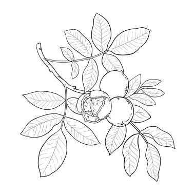 Ceviz ve Yaprak Dış Görünümü ile Ceviz Şubesi. Organik doğal besin maddeleri, vejetaryen diyet ürünleri. Tasarım veya dekorasyon için izole edilmiş vektör.