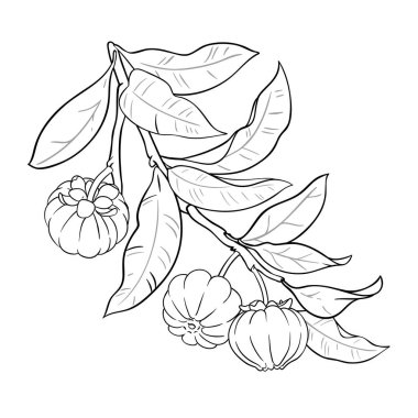 Meyve ve Yaprakları Tasviri ile Garcinia Şubesi. Organik doğal besin maddeleri, vejetaryen diyet ürünleri. Tasarım veya dekorasyon için izole edilmiş vektör.