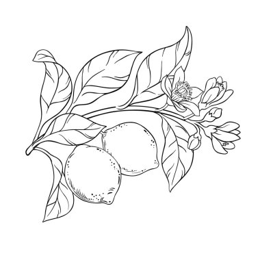 Çiçekli kireç dalı, Fruits and Leaves Outline Illustration. Organik doğal besin maddeleri, vejetaryen diyet ürünleri. Tasarım veya dekorasyon için izole edilmiş vektör.