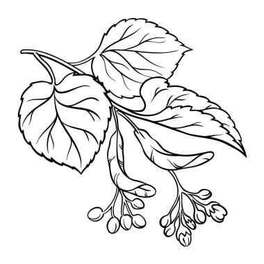 Linden Branch with Flowers and Leaves Outline Illustration. Organic natural ingredient for cosmetics, spa, aromatherapy, health care, alternative medicine. Vector isolated for design or decoration. clipart