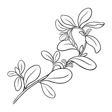 Leaves Outline Illustration 'dan Marjoram Branch. Organik doğal besin maddeleri, vejetaryen diyet ürünleri. Tasarım veya dekorasyon için izole edilmiş vektör.