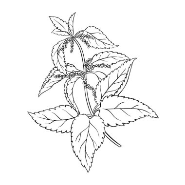 Nettle Branch ve Leaves Outline Illustration. Tasarım veya dekorasyon için izole edilmiş vektör.