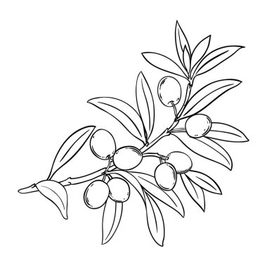 Berry ve Leaves Outline Illustration ile zeytin dalı. Organik doğal besin maddeleri, vejetaryen diyet ürünleri. Tasarım veya dekorasyon için izole edilmiş vektör.
