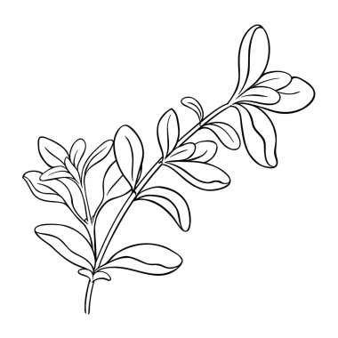 Leaves Outline Illustration 'dan Marjoram Branch. Organik doğal besin maddeleri, vejetaryen diyet ürünleri. Tasarım veya dekorasyon için izole edilmiş vektör.