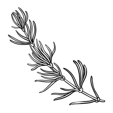 Flowers ve Leaves Outline Illustration 'dan Rooibos Branch. Tasarım veya dekorasyon için izole edilmiş vektör.