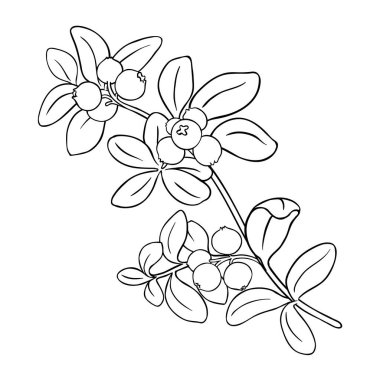 Çilekli Lingonberry şubesi ve Leaves Outline llustration. Organik doğal besin maddeleri, vejetaryen diyet ürünleri. Tasarım veya dekorasyon için izole edilmiş vektör.