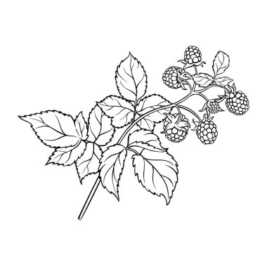 Çiçekler, Böğürtlenler ve Yapraklar Renkli Ayrıntılı Resimler ile Ahududu Şubesi. Organik doğal besin maddeleri, vejetaryen diyet ürünleri. Tasarım veya dekorasyon için izole edilmiş vektör.