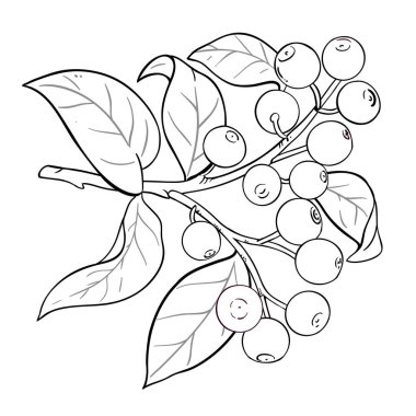 Sandalwood Branch with Berries and Leaves Outline Illustration. Vector isolated for design or decoration. clipart