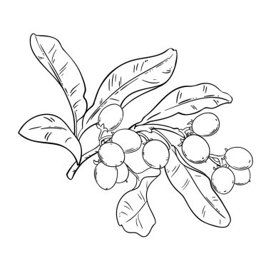 Shea Branch with Nuts and Leaves Outline Illustration. Kozmetik, spa, aromaterapi, sağlık, alternatif tıp malzemeleri. Tasarım veya dekorasyon için izole edilmiş vektör.