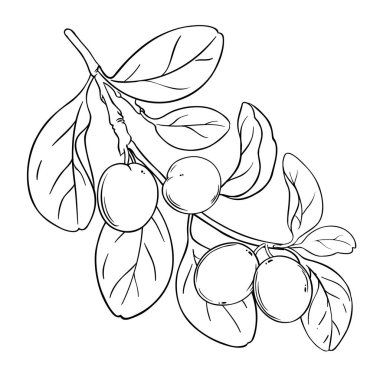 Fruits and Leaves Outline Illustration ile Ximenia Branch. Tasarım veya dekorasyon için izole edilmiş vektör.