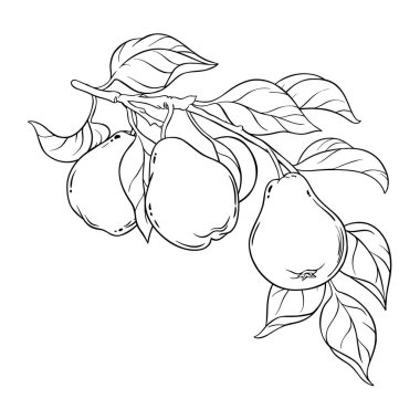 Fruits and Leaves Outline Illustration ile Armut Şubesi. Organik doğal besin maddeleri, vejetaryen diyet ürünleri. Tasarım veya dekorasyon için izole edilmiş vektör.