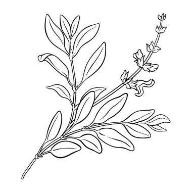 Çiçekli ve Yapraklı Sage Bitkisi Tasviri. Tasarım veya dekorasyon için izole edilmiş vektör.