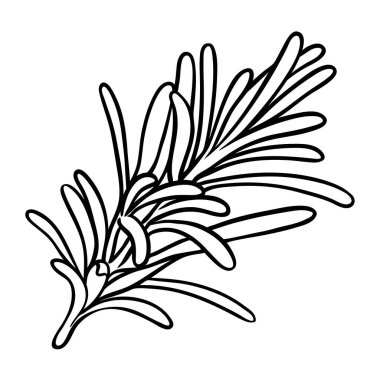 Leaves Outline Illustration 'dan Rosemary Branch. Kozmetik, spa, aromaterapi, sağlık hizmetleri için temel yağ bileşeni. Organik doğal beslenme baharatı. Tasarım veya dekorasyon için izole edilmiş vektör.