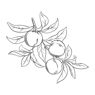 Fruits and Leaves Outline Illustration ile Şeftali Şubesi. Organik doğal besin maddeleri, vejetaryen diyet ürünleri. Tasarım veya dekorasyon için izole edilmiş vektör.