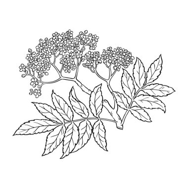Flowers and Leaves Outline Illustration 'dan Rowan Branch. Tasarım veya dekorasyon için izole edilmiş vektör.
