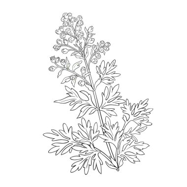 Çiçekli ve Yapraklı Wormwood Bitkisi Tasviri. Tasarım veya dekorasyon için izole edilmiş vektör.