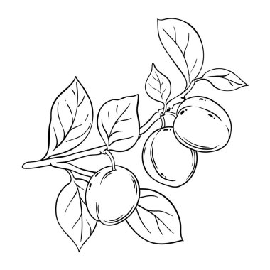 Fruits and Leaves Outline Illustration ile Erik Şubesi. Organik doğal besin maddeleri, vejetaryen diyet ürünleri. Tasarım veya dekorasyon için izole edilmiş vektör.