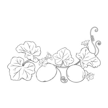 Çiçekli kavun bitkisi, Fruits and Leaves Outline Illustration. Organik doğal besin maddeleri, vejetaryen diyet ürünleri. Tasarım veya dekorasyon için izole edilmiş vektör.