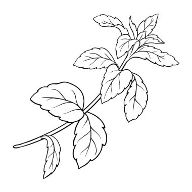 Stevia Branch Plant ve Leaves Outline Illustration. Sağlık hizmetleri için doğal tatlandırıcı, şeker yerine. Organik beslenme takviyesi. Tasarım veya dekorasyon için izole edilmiş vektör.