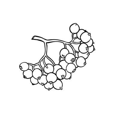 Rowan Branch ve Berries Outline Illustration. Tasarım veya dekorasyon için izole edilmiş vektör.