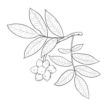 Fruits and Leaves Outline Illustration ile Ylang Ylang Branch. Kozmetik, spa, aromaterapi, sağlık ve alternatif tıp için temel yağ bileşeni. Tasarım veya dekorasyon için izole edilmiş vektör.