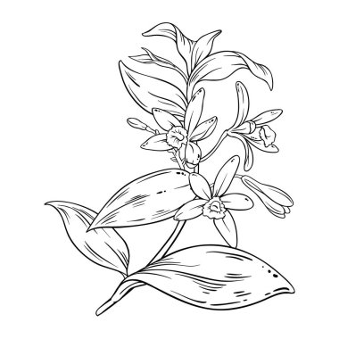 Çiçekler ve Yapraklar Dergisi 'nden Vanilla Branch. Kozmetik, spa, aromaterapi, sağlık, aromatik baharat için gerekli yağ bileşeni. Tasarım veya dekorasyon için izole edilmiş vektör.