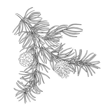 Kozalaklı ve İğneli Çam Ağacı Çizim Çizimi. Organik doğal besin maddeleri, vejetaryen diyet ürünleri. Tasarım veya dekorasyon için izole edilmiş vektör.