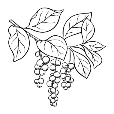 Schisandra Branch Berries ve Leaves Colored Detailed Illustration. Organik doğal besin maddeleri, vejetaryen diyet ürünleri. Tasarım veya dekorasyon için izole edilmiş vektör.
