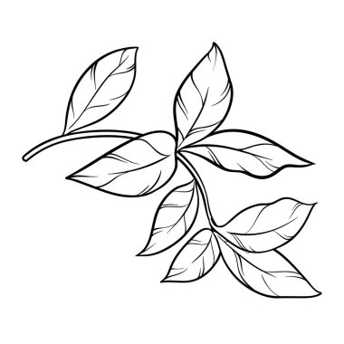 Yaprak Özeti İllüstrasyonlu Çay Fabrikası. Tasarım veya dekorasyon için izole edilmiş vektör.