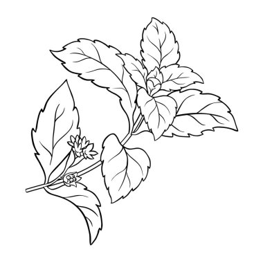 Çiçekler ve Yapraklar Çizimi ile Stevia Şube Santrali. Sağlık hizmetleri için doğal tatlandırıcı, şeker yerine. Organik beslenme takviyesi. Tasarım veya dekorasyon için izole edilmiş vektör.