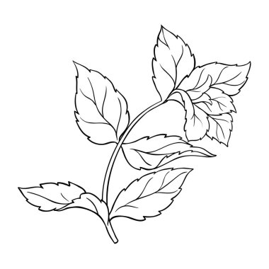 Nane Şekeri Şubesi Çizgi Çizimini Bırakıyor. Kozmetik, spa, aromaterapi, sağlık ve alternatif tıp için temel yağ bileşeni. Organik doğal aromatik bitki..