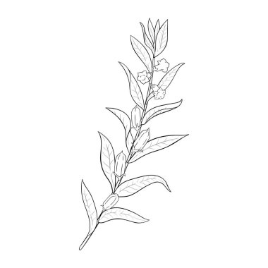 Çiçekler ve Yapraklar Çizimi ile Susam Şubesi. Doğal besin maddeleri, vejetaryen diyet ürünleri. Tasarım veya dekorasyon için izole edilmiş vektör.