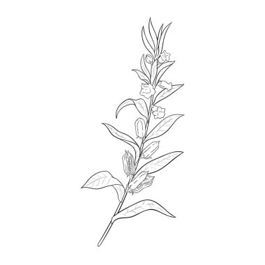 Çiçekler ve Yapraklar Çizimi ile Susam Şubesi. Doğal besin maddeleri, vejetaryen diyet ürünleri. Tasarım veya dekorasyon için izole edilmiş vektör.