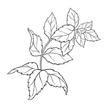 Nane Şekeri Şubesi Çizgi Çizimini Bırakıyor. Organik doğal aromatik bitki. Tasarım veya dekorasyon için izole edilmiş vektör.