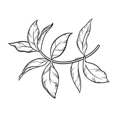 Yaprak Özeti İllüstrasyonlu Çay Fabrikası. Tasarım veya dekorasyon için izole edilmiş vektör.