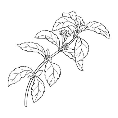 Çiçekler ve Yapraklar Çizimi ile Stevia Şube Santrali. Sağlık hizmetleri için doğal tatlandırıcı, şeker yerine. Organik beslenme takviyesi. Tasarım veya dekorasyon için izole edilmiş vektör.