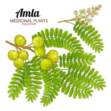 Amla Branch with Flowers, Fruits Colored Illustration. Essential oil ingredient for aromatherapy, alternative medicine. Nutritional healthy food ingredient. Vector isolated for design or decoration. clipart