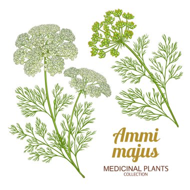 Çiçekli ve Yapraklı Ammi Majus Bitkisi Renkli Çizimler. Kozmetik, spa, aromaterapi, sağlık ve alternatif tıp için temel yağ bileşeni. Tasarım veya dekorasyon için izole edilmiş vektör.