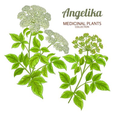 Çiçekli ve Yapraklı Angelika Bitkisi Renkli Çizimler. Kozmetik, spa, aromaterapi, sağlık ve alternatif tıp için temel yağ bileşeni. Tasarım veya dekorasyon için izole edilmiş vektör.