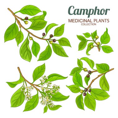 Çiçekler, böğürtlenler ve Yapraklar Renkli Çizimler ile Kafur Şubesi. Aromaterapi, sağlık ve alternatif tıp için temel yağ bileşeni. Tasarım veya dekorasyon için izole edilmiş vektör.