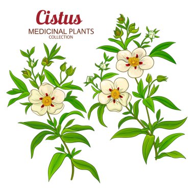 Çiçekli ve Yapraklı Kistus Bitkisi Renkli Ayrıntılı Çizimler. Aromaterapi, sağlık ve alternatif tıp için temel yağ bileşeni. Tasarım veya dekorasyon için izole edilmiş vektör.