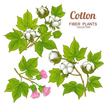 Çiçekli Pamuk Şubesi ve Renkli Ayrıntılı Yapraklar Çizimi. Tasarım veya dekorasyon için izole edilmiş vektör.