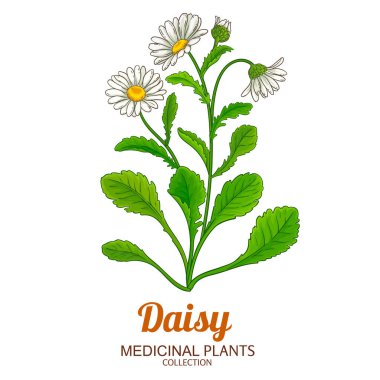 Çiçekli ve Yapraklı Daisy Bitkisi Renkli Ayrıntılı Çizim. Aromaterapi, sağlık ve alternatif tıp için temel yağ bileşeni. Tasarım veya dekorasyon için izole edilmiş vektör.