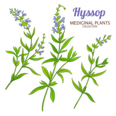 Çiçekli ve Yapraklı Hyssop Bitkisi Renkli Ayrıntılı Resimler. Kozmetik, aromaterapi, sağlık, alternatif tıp için temel yağ bileşeni. Tasarım veya dekorasyon için izole edilmiş vektör.