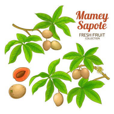 Çiçekli, meyveli ve yapraklı Mamey Sapote şubesi. Organik doğal besin maddeleri, vejetaryen diyet ürünleri. Tasarım veya dekorasyon için izole edilmiş vektör.