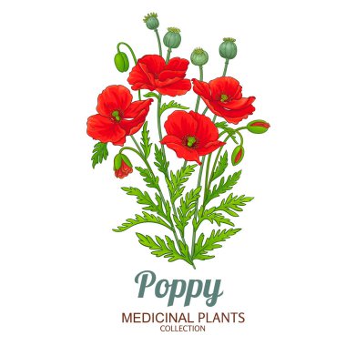 Çiçekli ve Yapraklı Haşhaş Bitkisi Renkli Ayrıntılı Çizim. Kozmetik, aromaterapi, sağlık, alternatif tıp için temel yağ bileşeni. Tasarım veya dekorasyon için izole edilmiş vektör.