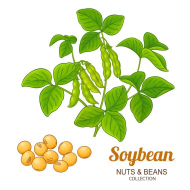 Kapsüllü, tohumlu ve Ayrıntılı Yapraklı Soya fasulyesi Bitkisi. Organik doğal besin maddeleri, vejetaryen diyet ürünleri. Tasarım veya dekorasyon için izole edilmiş vektör.