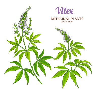 Çiçekli ve Yapraklı Vitex Bitkisi Renkli Ayrıntılı Çizim. Kozmetik, aromaterapi, sağlık, alternatif tıp için temel yağ bileşeni. Tasarım veya dekorasyon için izole edilmiş vektör.
