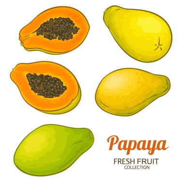 Papaya Fruits Renkli Ayrıntılı Çizim. Organik doğal besin maddeleri, vejetaryen diyet ürünleri. Tasarım veya dekorasyon için izole edilmiş vektör.