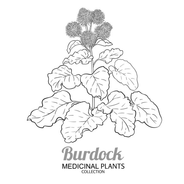 Burdock Plant with Flowers and Leaves Outline Illustration. Essential oil ingredient for cosmetics, spa, aromatherapy, health care, alternative medicine. Vector isolated for design or decoration.